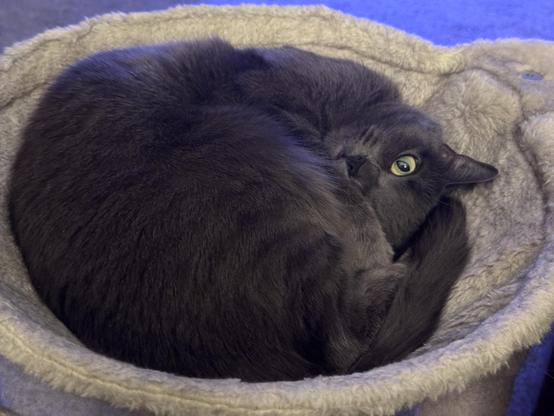 A grey cat in a beige hammock lay curled staring up at the camera with a single eye while her other eye is covered.