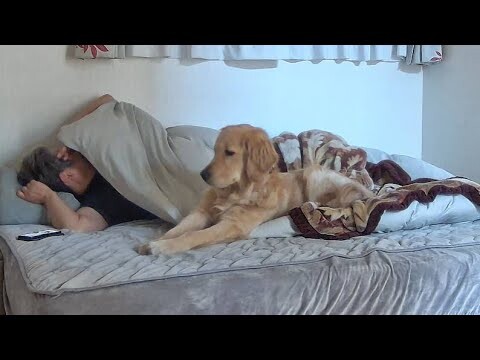 人間と共存する能力が高いゴールデンレトリバーの凄さと注意点。【Golden Retriever japan】