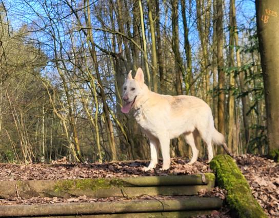 White German Shepherd on a set of mossy stone steps, with a forest in the back ground. 

Large toungue hanging out.