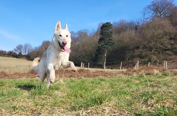 White German Shepherd, mid jump on a green grass field. 

Large tongue held at a jaunty angle.