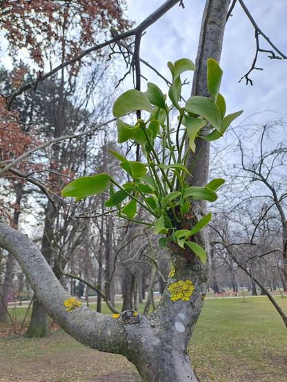 A small, branching tree, still without leaves in early spring. It has a bunch of bright green mistletoe growing from its trunk, and some spots of bright yellow lichens.