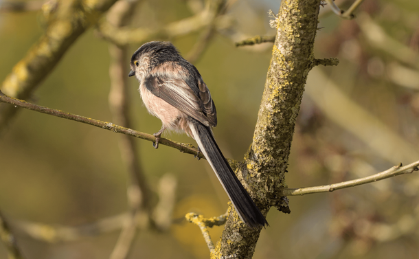 Une orite à longue queue (petit passereau avec un plumage noir, blanc et un peu rosé, une tête ronde avec un petit bec et une longue queue) sur une branche. L'oiseau est proche et vu de dos.