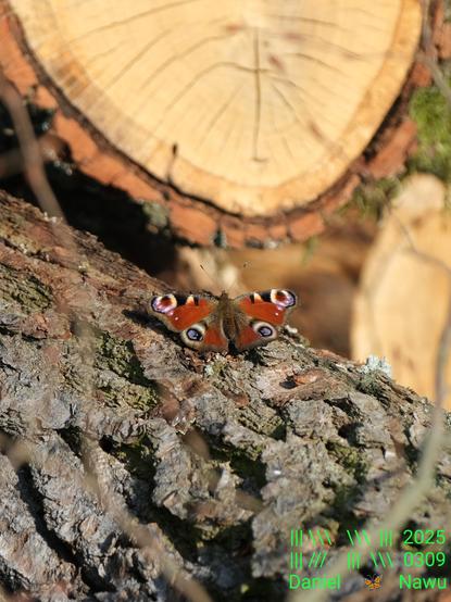 Foto im Hochformat eines Tagpfauenauge-Schmetterlings, der auf der groben Rinde eines diagonal liegenden Baumstammes sitzt. Er hat die Flügel ganz weit offen, sodass die Zeichnung mit den ikonischen Augen auf den Flügeln schön sichtbar ist.
Im Hintergrund ist unscharf die Schnittfläche eines abgesägten Stammes zu sehen.
Unten recht prangt mein giftgrünes Wasserzeichen.