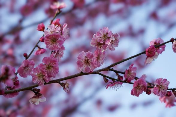 Ein Zweig mit rosa-weiß melierten Blüten einer japanischen Aprikose. Unscharf dahinter weiter Zweige des Baumes.