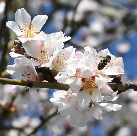Close-up of blossoming white flowers with yellow stamens on a branch, alongside a small insect resting on one of the flowers. The background features a soft blur of additional blossoms.