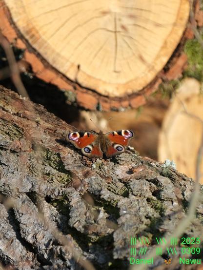 Foto im Hochformat eines Tagpfauenauge-Schmetterlings, der auf der groben Rinde eines diagonal liegenden Baumstammes sitzt. Er hat die Flügel ganz weit offen, sodass die Zeichnung mit den ikonischen Augen auf den Flügeln schön sichtbar ist.
Im Hintergrund ist unscharf die Schnittfläche eines abgesägten Stammes zu sehen.
Unten recht prangt mein giftgrünes Wasserzeichen.