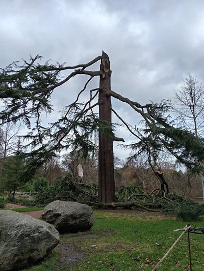 Tree 100+ years old broken halfway up with branches strewn across the ground.