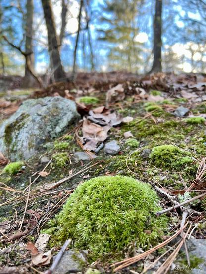 Vertical photo taken low to the ground:  there’s a pomelo-sized rounded mound of green moss in the foreground which is the focus of the photo, the ground behind is hilly and peppered with more mosses and stones, the blue sky with white clouds are seen through the bare trees and thin evergreens at the top quarter. Sunny but chilly day in Massachusetts.