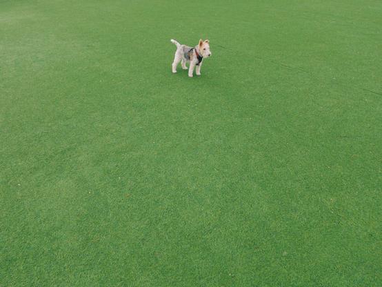 A dog stands surrounded by a field of green astroturf.