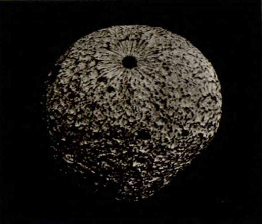 Плод подземной тыквы, лат. Cucumis humifructus.