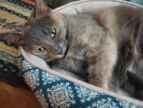 A young dilute tortoiseshell cat, with fur in muted tones of grey, orange and white, is lying on her side in a turquoise and white cat bed.  Her head is down, resting against the edge of the bed.  She is looking up at the camera with sleepy light green eyes.