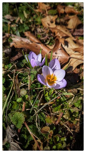 A photo of two small pale purple crocuses, blooming amid fallen leaves.