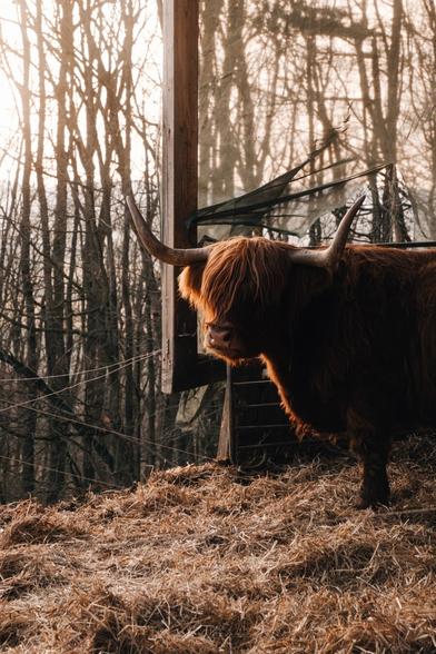 A bison in the sunset in the stable, looking into the camera through his long hair.