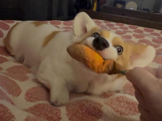 Red & white Pembroke Welsh corgi stretched out on a bed with a red-spotted white blanket; at the bottom right, a person’s hand holds a stuffed carrot toy which the corgi is biting; her eyes look gently to the person who is out of frame