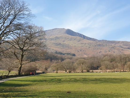 In the foreground a green field of grass mowed short by sheep (in midground). The field is surrounded by a dry stone wall and leafless trees. In the background are the brown flanks and peak of Moel Hebog under a bright blue sky with whispy white clouds.