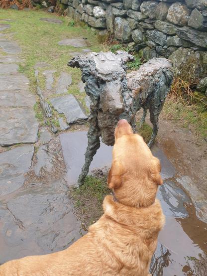 Standing on rough paving stones and grass is Gelert, a life sized verdigris bronze statue of a hound.

Standing nose to nose with Gelert is Jethro a reddish-yellow Labrador. Jethro had a good sniff because he is clearly confused at Gelert not responding!

In the background is a blue grey dry stone wall.