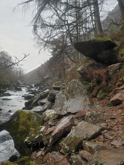 A rocky gorge with a shallow river running along it. In the background are pine trees and an overcast sky.