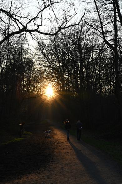 Eine Waldszene. Vor der untergehenden Sonne laufen 2 Personen auf dem breiten Weg. Ihr Schatten zeichnen sich langezogen auf dem Weg ab. Die Sonnenstrahlen funkeln durch die noch winterlich kahlen Bäume und färben den Waldweg gülden.
