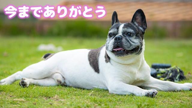 りく12年間ありがとう。