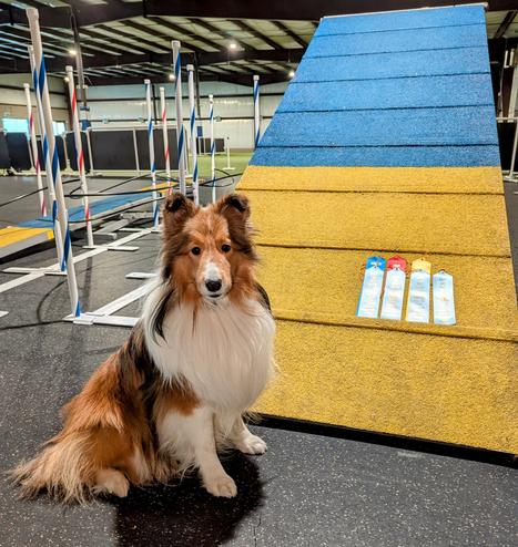 Ella the Shetland Sheepdog (Sable, 3 y.o.) with her qualifying ribbons and placements.