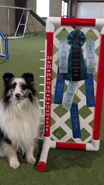 Ripley the Shetland Sheepdog, (Bi-Blue, 1 y.o.) with his qualifying ribbons, placement and Games 1 Title ribbon.