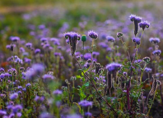 Closeup photo of meadow flowers