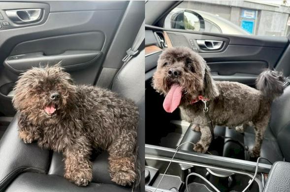 Furry little grey-brown mutt, before and after haircut, which really makes his legs look like little sticks in the after shot, with his enormously outsized hanging tongue.