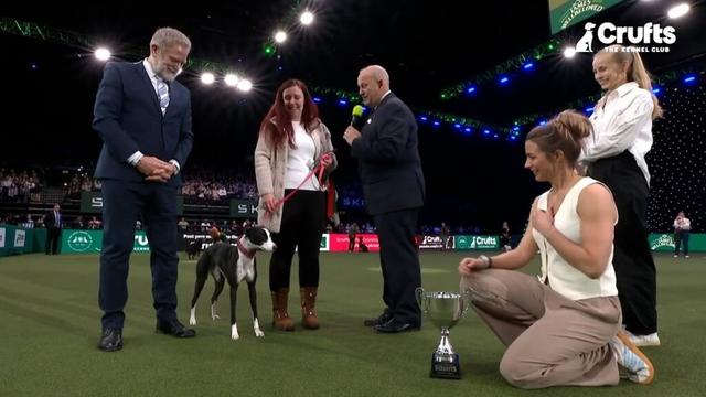 Lurcher Whippet Collie cross Lola scoops Scruffts prize
