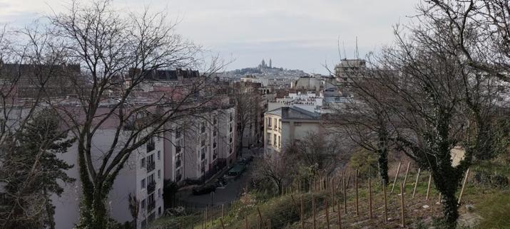 vue panoramique des toits de Paris en hiver. Au premier plan des pieds de vigne, à l'horizon la butte Montmartre et le Sacré-Cœur