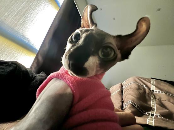 Elf cat bunny ears pink vest