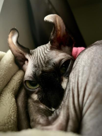 Elf cat pink vest snoozing one eye open