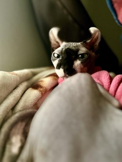 Elf cat pink vest wakes up