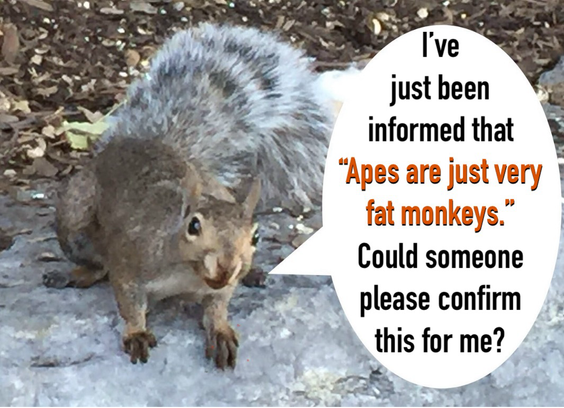 A grey squirrel says “I've just been informed that "Apes are just very fat monkeys." Could someone please confirm this for me?”