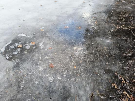 A pond covered with ice on a warm March day.  There are leaves trapped in the ice on the right. The blue sky is reflected on some water that has melted in the center of the image. 
There's air taped in ice bubbles on the left.