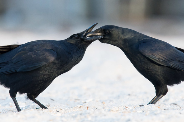 2 Corvus ossifragus (known as fish crow) standing on a sandy ground, one's feeding the other.