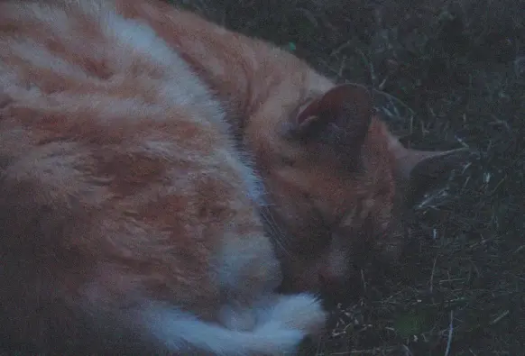 Schlafende Katze auf Wiese - unscharf