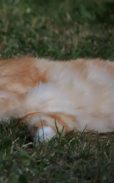 Katze auf Wiese. Nur Bauch und eine Tatze ist zu sehen