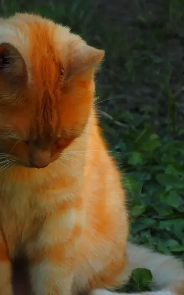 Sitzende orangegefärbte Katze sitzend Linke Seite teilweise abgeschnitten