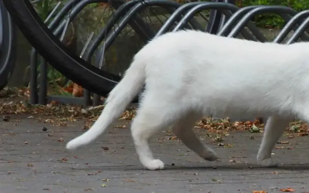 Weiße Katze vor Fahrradständer. Kopf abgeschnitten