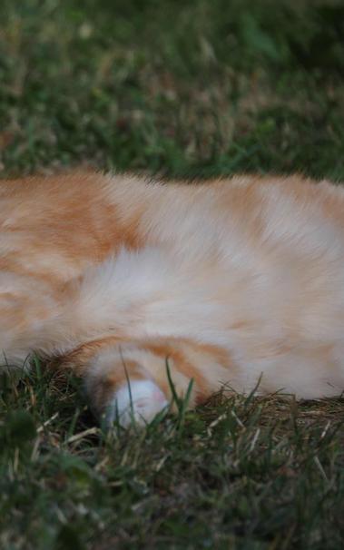 Katze auf Wiese. Nur Bauch und eine Tatze ist zu sehen