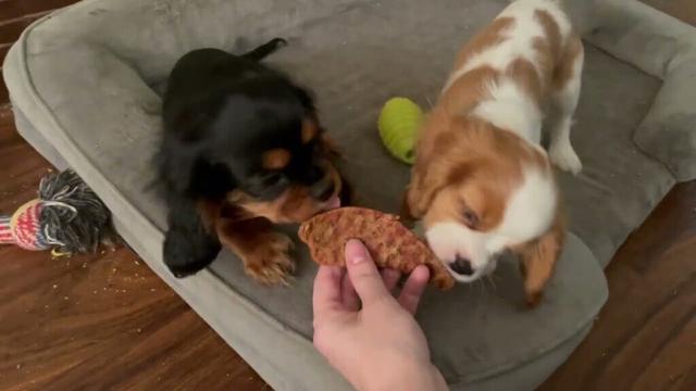 Mocha and Amelia are tricked into posing for a thumbnail