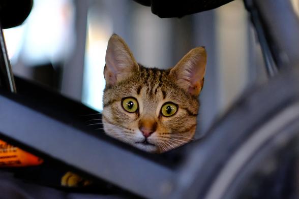 Photo of a young tabby cat, looking at the camera with a surprised expression.