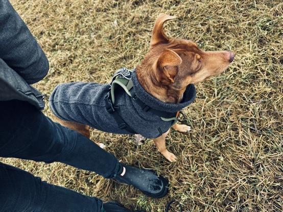 Podenco in a grey sweater standing on a frost-covered field next to the legs of its human.