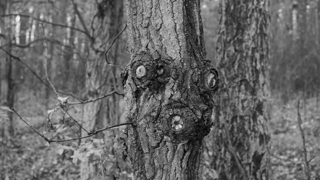 The image shows a close-up of a tree trunk with several knots where branches have been cut off. The knots create a pattern on the bark. The background consists of other trees and a forest environment in grayscale.