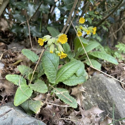 two small cowslip plants, tiny yellow tubular flowers, sitting erect in a brown hedgerow bottom