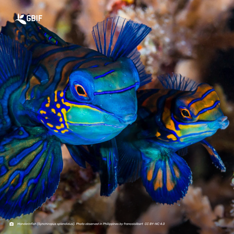 two bright blue and yellow fish