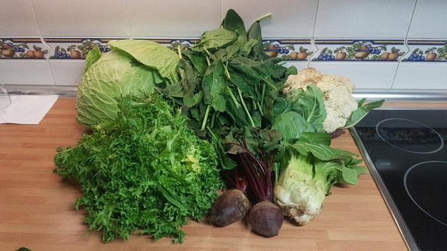 Contenido de la cesta de la semana sobre una encimera de cocina.
Al fondo un repollo muy grande, un montón de espinacas y una coliflor.
Delante, una escarola, también bastante grande, remolachas y un pak choi.