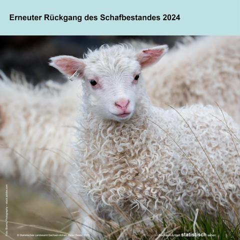 Foto: Lamm auf Weide
Text: Erneuter Rückgang des Schafbestandes 2024