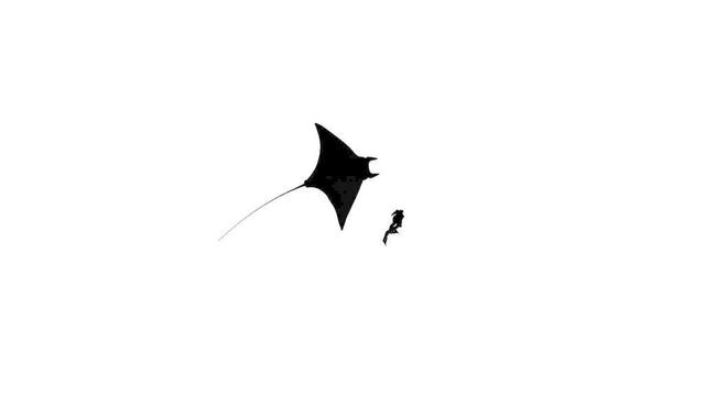 A ray and a diver seen from below, black shapes on a stark white endless background.