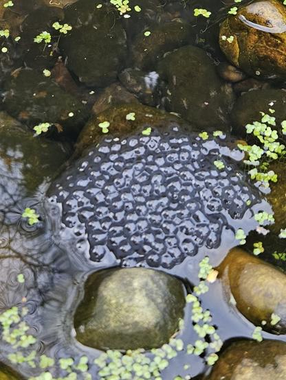 Centre frame is a blob of Frogspawn surrounded by rocks and some pondweed in my small pond.